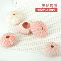 조개껍질 자연 성게 껍질 조가비 Tillandsia 화분 Coquillage 분재 지중해 조개 공예 홈 장식, D.D