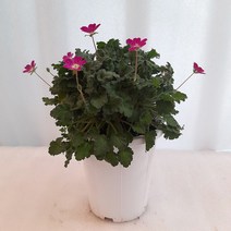 [꽃파는농부] 야생화 풍로초 노지월동 월동식물