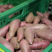 산지로드 해남 세척 꿀 고구마, 1개, 5kg (대)