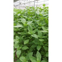 훌라파 호라파 스위트바질 타이바질 홀라파당일발송합니다, 홀라파 200g