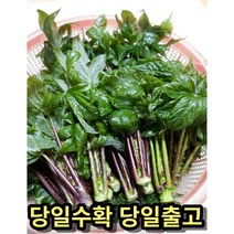 [예약]엄나무순 안동산 야생 개드릅 음나무순, 2Kg, 1개