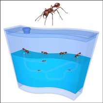 (주)향앤미과학 3차원 개미집(중) 자연학습, 단일 수량