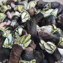 삼시세끼 차승원 유해진 조개 거제도 자연산 거북손 1kg, 쫄깃 거북손 3kg