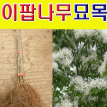 (D소망)이팝나무묘목(실생1년생) 20그루