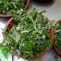 해풍맞은 여수 거문도 쑥 1kg 봄나물 향이좋은 노지 생쑥