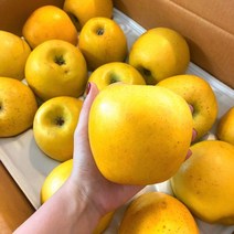 시나노 골드 황금사과 가정용 못난이 골드사과 5kg 25-28과 꼬마과, 1개