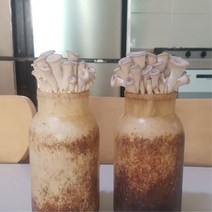 무농약 느타리버섯 배지 6개묶음 버섯 키우기 키트 병 종균 베란다 정원 텃밭 재배