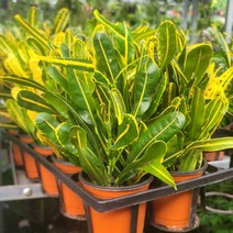 20개 식물도매 대량구매 실내공기정화식물 바나나크로톤 소품 10-25cm 479