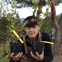 블루베리나무 묘목 2.5년생 듀크 하이부시 레카 블루제이