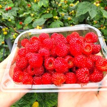 2023년 산지직송 생과 햇 산딸기, 햇 산딸기  1팩 (250g)