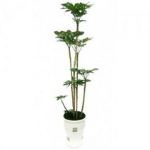 팔손이3 관엽식물 실내화초 축하화분 실내식물, 물받침대