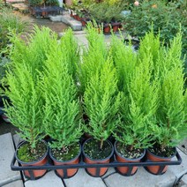 외목대율마 (소품)