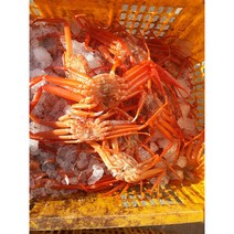 구룡포 홍게 산지직송 정말 맛있어요, 5마리