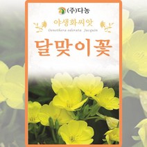 달맞이꽃 씨앗 달맞이 꽃 씨 야생화 꽃 종자 1g, 단품