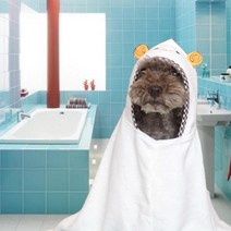 패리스독 반려동물 샤워가운 목욕타월겸용, 부엉이블루