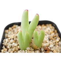 [빌로붐 피카츄3두 0515] 홈가드닝 관엽 분재 선인장 키우기쉬운 아프리카 다육이 공기정화식물 특이한 귀여운 예쁜 희귀한 인테리어 생일 승진 개업선물 리톱스 코노피튬