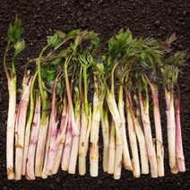 강원도 산지직송 당일수확 봄나물 두릅 제철나물 땅두릅, 1kg (500g x 2팩), 1개