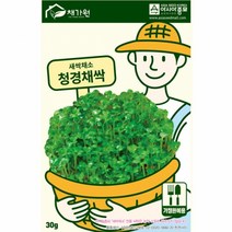 청경채 싹 30g 새싹 채소 씨앗 6일 수확 기르기 쉽고 영양가 많은 토경 수경 재배 가능 실내 식물 키우기 텃밭 베란다 농사