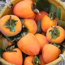 감중에 으뜸 햇 대봉 홍시 감4kg+4kg=8kg, 대봉 대과 15과내외 4kg