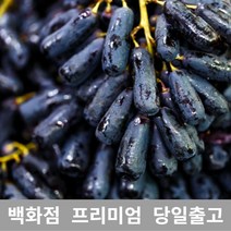 [특등급] 블랙사파이어 1.5kg 가지포도 크림슨 샤인머스켓 청포도 샤인머스캣 수입포도 김천샤인머스켓 포도가격 씨없는포도 거봉포도 씨없는청포도 애플포도 코튼캔디포도 캠벨포도, 본상품선택