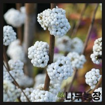 (나무농장) 좀작살나무 스노우퀸 9cm포트