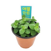 꽃집아가씨 미니화분 애플민트 허브 특가할인중 10cm모종