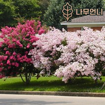 배롱나무 자엽배롱나무 다이너마이트 핑크벨로 보라색꽃 블랙다이아몬드 나무언니, 다이너마이트 5치포트(2개세트)