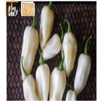 럭셔리 북유럽풍 감성 식탁 세련 독보적 이탈리아 가구 식탁 테이블 ngryise 8000pcs 세트 화이트 고스트 페퍼 bhut jolokia