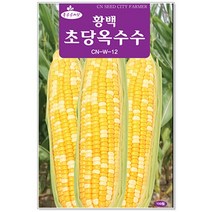 청농 황백 초당옥수수 씨앗 100립