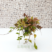 도희씨네 정원>> 가을에 젤 이쁜 호야 록타오 썬라이즈” class=”wr-img”></a></div></p></div></p></div></p></div><div class=