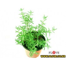 크리핑로즈마리