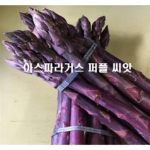 아스파라거스 씨앗 종자 자색 퍼플 아시아종묘 40립, 퍼플 40립
