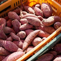 해남 꿀고구마 특상 중상 혼합 10kg (비세척)