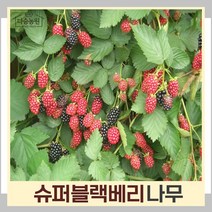 복분자나무 묘목 슈퍼블랙베리 삽목2년생 뿌리묘 2개