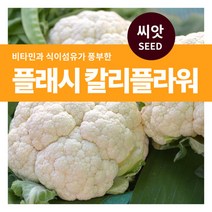 마이플랜트 플래시 칼리플라워 야채 씨앗 100립, 단품없음