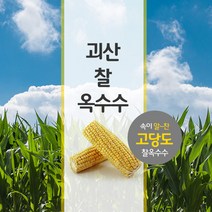 괴산사랑 A+급 15개 21개 무첨가 아이스포장, 품질보증AS100%, 특품 찐 냉동대학찰21개 18cm이상