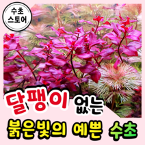 [수초스토어] 검역 루드위지아 슈퍼레드 5촉 / 구피 새우 어항 수초 쉬운 예쁜 은신처 중경 후경 초보 풍성한 흑사 붉은 무이탄 치어 베타 열대어