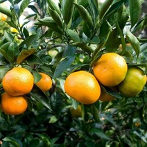 (파인밀) 산지직송 제주 감귤 9kg 소과(2S) 실중량