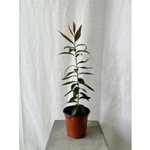 칼리스테몬 샐리그너스 고무나무 15~20cm 39