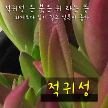 허브여울다육 적귀성(Crassula fusca) 지름 9cm 소품 다육화분, 1개