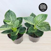 1+1 필로덴드론버킨 [플라워앤곰] 중품/ 포트15cm/ 높이28cm/ 무늬콩고 버킨콩고