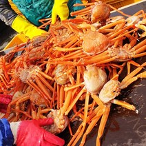 산지직송 구룡포 앞바다 연지 홍게 3kg 자숙홍게찜