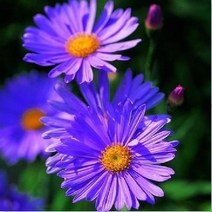 매화동 (꽃씨앗)벌개미취 씨앗 야생화 500립, 1개