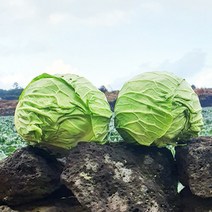 청정 제주 달코미 미니 양배추 5Kg 1박스 산지직송