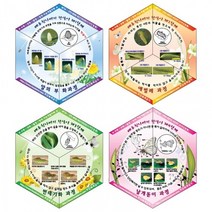 칼레이도사이클 배추흰나비의 한살이(10인용)
