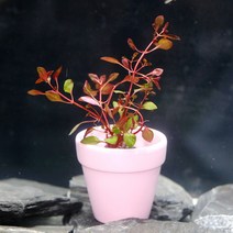 [미미네아쿠아]미미팜스 무결점 루드위지아 슈퍼레드 수초 3촉, 단일속성