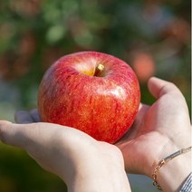 브랜드없음 [인정한과일] 가정용 알뜰사과 특대과 5kg 10-16과내, 단품없음