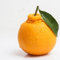 한라봉 제주한라봉 할라봉 못난이 가정용 선물세트 명절선물, 가정용한라봉, 1KG 대과 (02-03과)