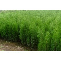 보람농자재 조선측백나무, H1.8~H2.0(1.8m~2.0m)