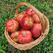 아침이슬사과 첫수확 햇 가을 빨간사과 1.5~5kg, 가정용4kg대과(14과내)
